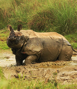 Rhinocéros à une corne lors de la visite du parc national de Chitwan