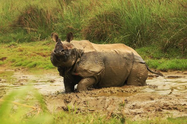 chitwan-rhinoceros-nepal-voyage-circuitRhinocéros - parc national Chitwan - Népal