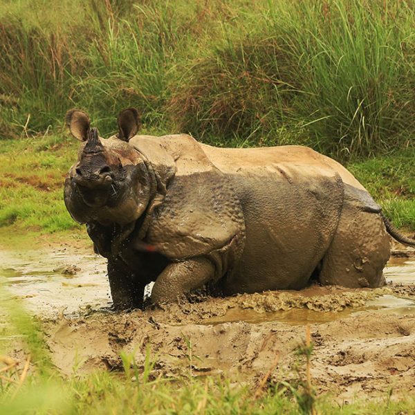 Rhinocéros - parc national Chitwan - Népal