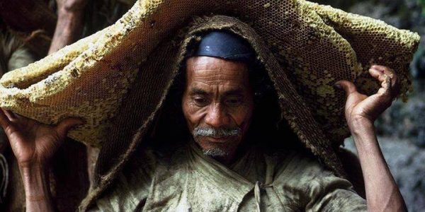 Gurung, chasseur de miel