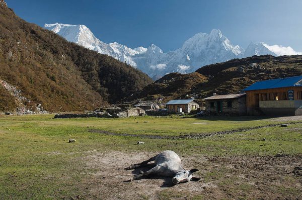 trek-manaslu-bimthang-guide-nepalTour du Manaslu - Népal