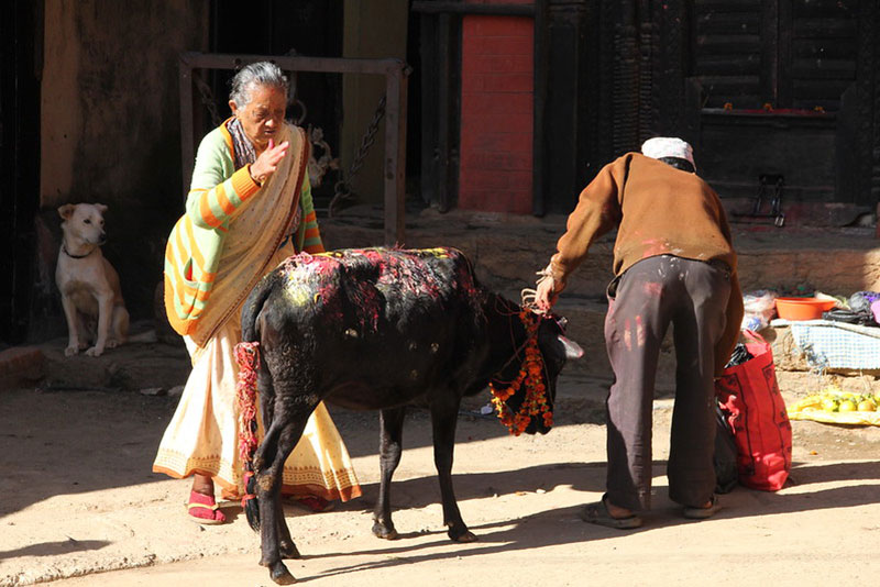 Gai Puja pendant la fête de Tihar au Népal